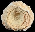 Flower-Like Sandstone Concretion - Pseudo Stromatolite #62234-1